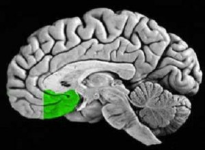 Medial Prefrontal Cortex (mPFC)